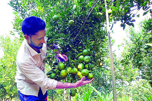 এক জমিতে ফল আবাদ করেই বছরে আয় ৩ লাখ টাকা