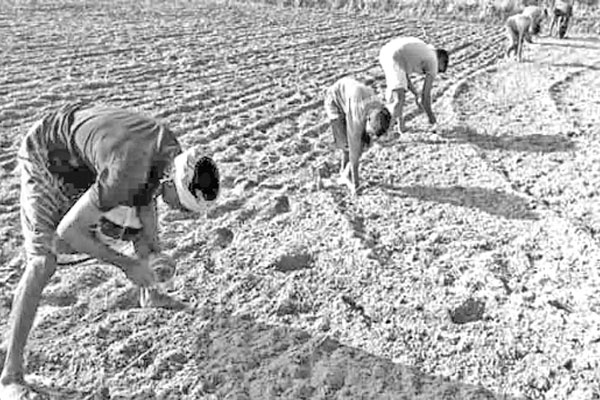 আগাম ভুট্টা চাষে ঝুঁকছেন কৃষক