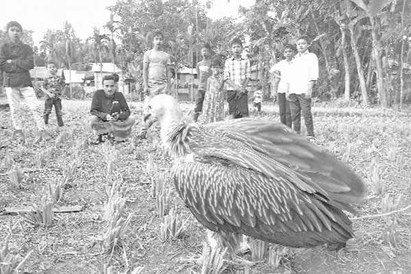 ধরা পড়ল বিলুপ্তপ্রায় হিমালয়ান শকুন