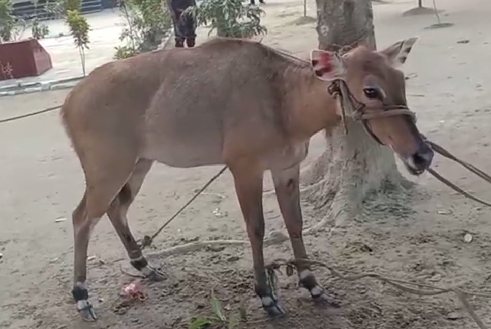ঠাকুরগাঁওয়ে বিলুপ্তপ্রায় নীলগাই উদ্ধার