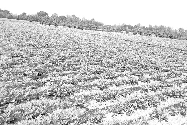 সবজি গ্রাম উলিপুর