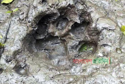 শরণখোলায় লোকালয়ে বাঘ, আতঙ্কে গ্রামবাসী