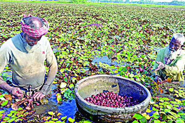 পানিফল চাষে আগ্রহ