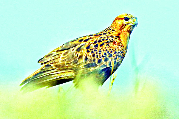 বিরল লম্বা পা তিশাবাজ