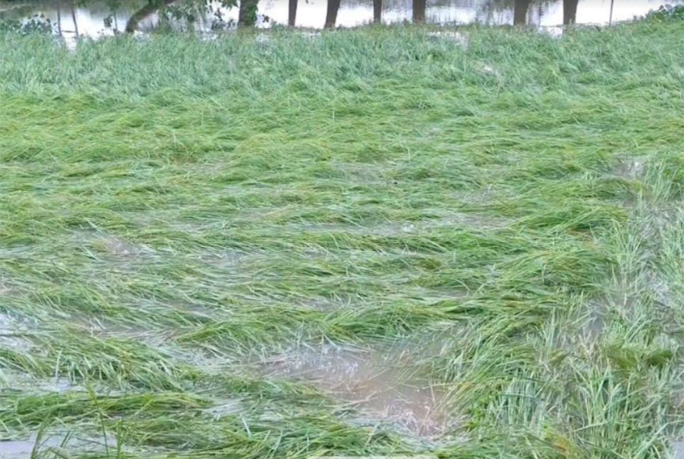 ঘূর্ণিঝড় মিধিলির প্রভাবে পটুয়াখালীতে ফসলের ব্যাপক ক্ষতি
