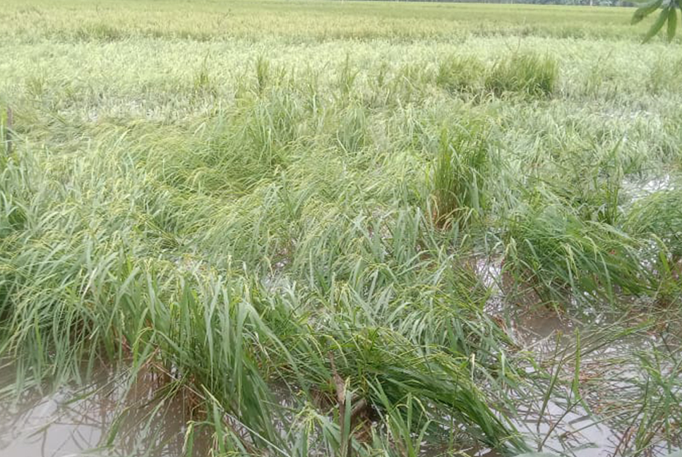 ঘূর্ণিঝড় মিধিলির আঘাতে ভোলায় পাঁচ শতাধিক ঘর বিধ্বস্ত