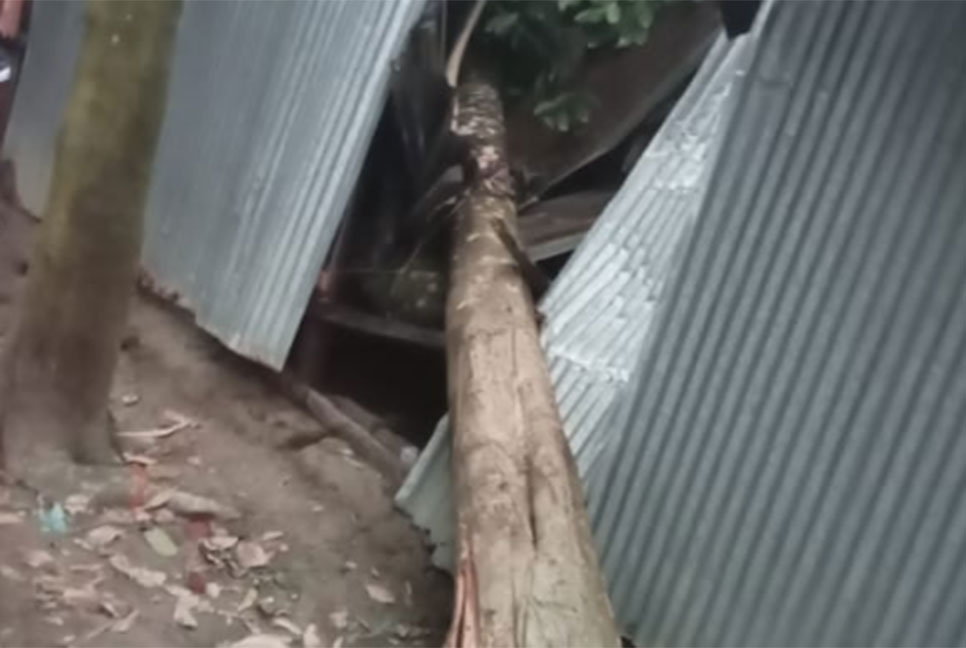 কুমিল্লায় গাছ পড়ে নিহত ২