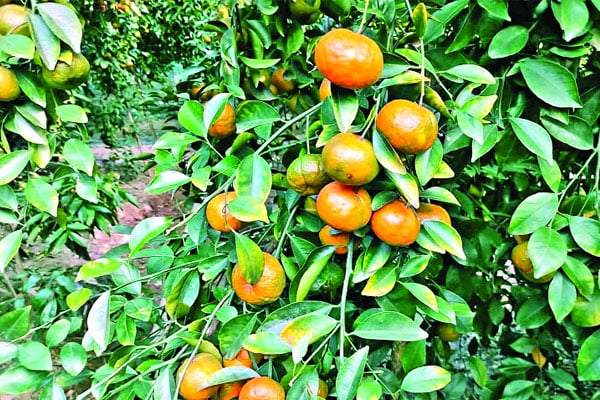 ইউটিউব দেখে চায়না কমলা চাষ