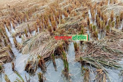 নোয়াখালীর ৫ উপজেলায় আমনের ব্যাপক ক্ষতি 
