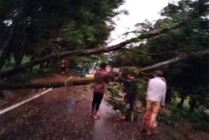 ফেনীতে গাছ উপড়ে সড়কে, যান চলাচল ব্যাহত
