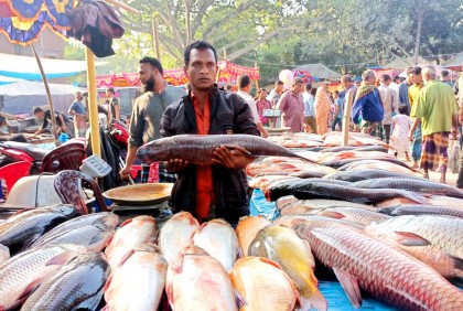 বগুড়ার ২০ গ্রামে চলছে নবান্নের উৎসব