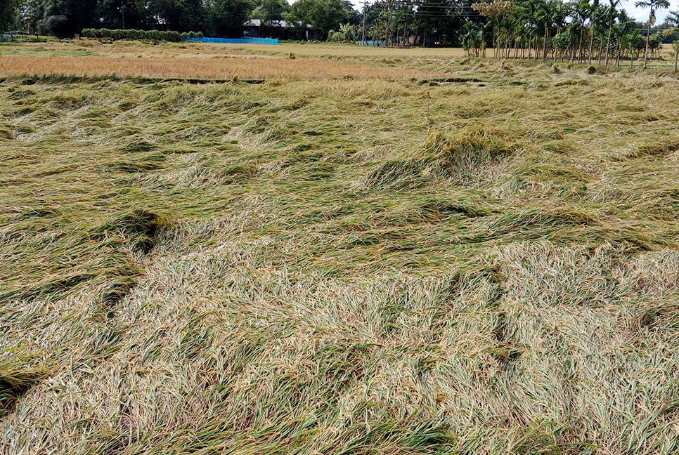 ঘূর্ণিঝড় মিধিলির প্রভাবে মৌলভীবাজারে ফসলের ক্ষতি