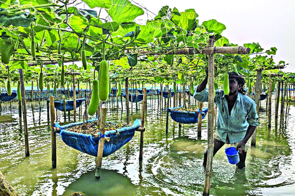 অনাবাদি জমি থেকে আসে অর্থ
