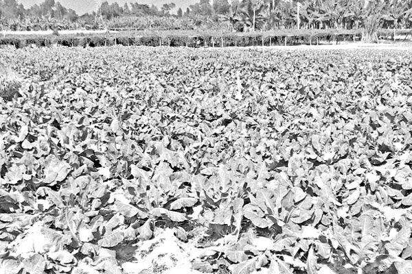 বিস্তীর্ণ মাঠে শীতের সবজি