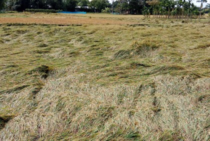 ঘূর্ণিঝড় মিধিলির প্রভাবে মৌলভীবাজারে ফসলের ক্ষতি