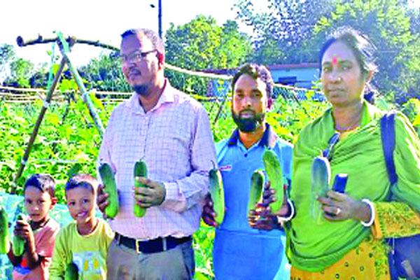 মালচিং পদ্ধতিতে শসা চাষে স্বাবলম্বী কৃষক