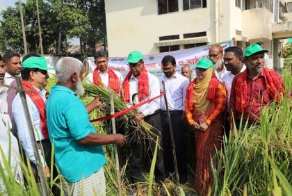 ব্রি ধান ১০৩ জাতের ফসল কর্তন উৎসব