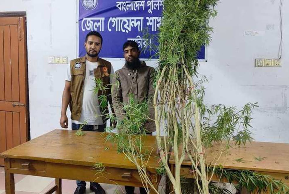 গাঁজার গাছসহ বাড়ির মালিক গ্রেফতার