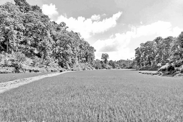 লাঠিটিলায় হচ্ছে সাফারি পার্ক