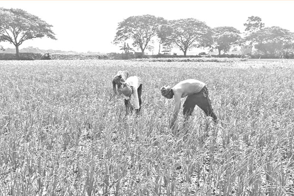 বারি-৫ পিঁয়াজে ঝুঁকেছেন চাষিরা