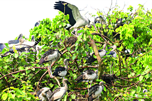 দুর্লভ শামুকখোল পাখির আবাস
