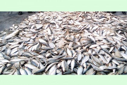 বরিশালে ২৪০ মণ জাটকা জব্দ, চালক-হেলপার আটক