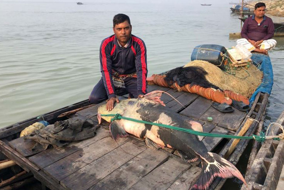 রাজশাহীর পদ্মায় ধরা পড়লো ৫৫ কেজির বাঘাইড় মাছ