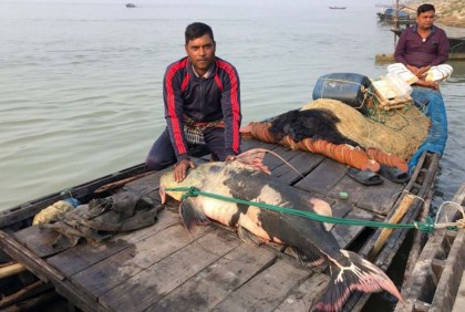 রাজশাহীর পদ্মায় ধরা পড়লো ৫৫ কেজির বাঘাইড় মাছ