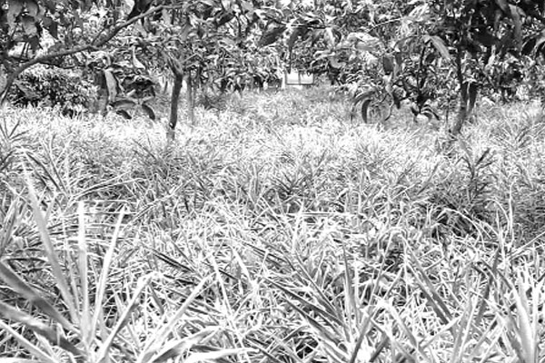 আমবাগানে বস্তায় আদা চাষে ঝোঁক