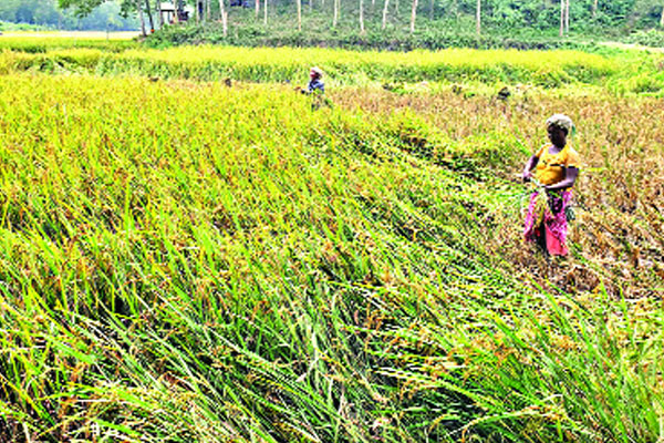 হাতির ভয়ে আগেই কাটা হচ্ছে ধান