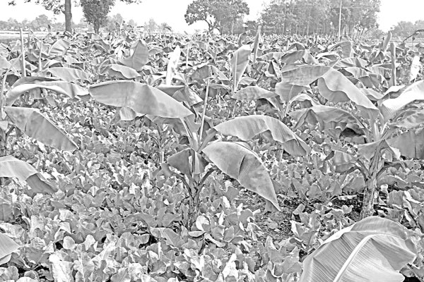 মিশ্র ফসল চাষে ঝুঁকছেন কৃষক