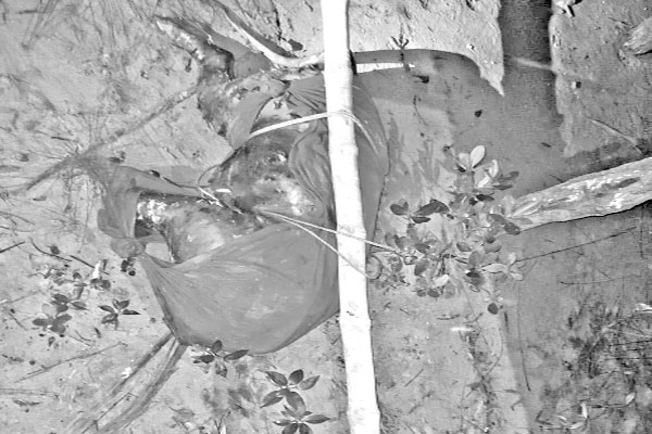 সুন্দরবনের রায়মঙ্গল নদী থেকে মৃত বাঘ উদ্ধার