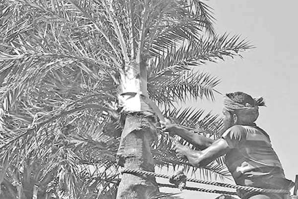 রস সংগ্রহে ব্যস্ত গাছিরা