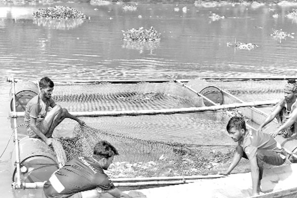 খাঁচায় মাছ চাষ