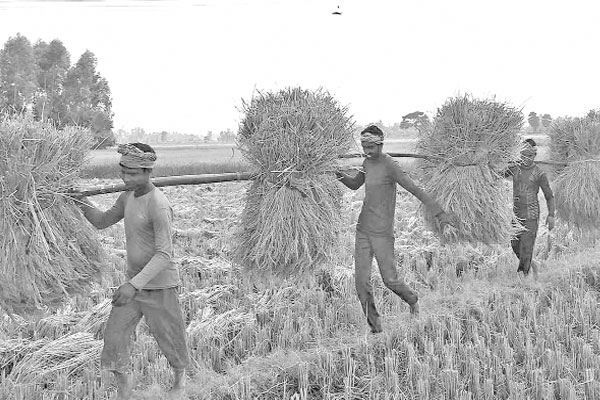 নতুন ধানের গন্ধে মাতোয়ারা