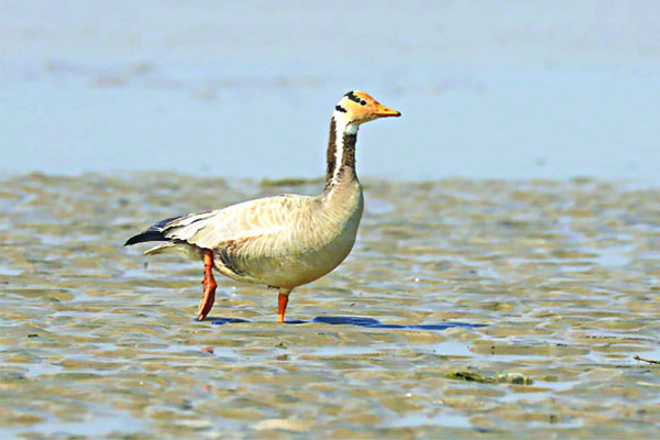 তিস্তায় দুর্লভ দাগি রাজহাঁস