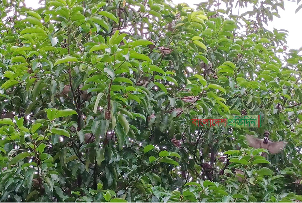 চড়ুই পাখির মেলা কুয়াকাটার ইলিশ পার্কে