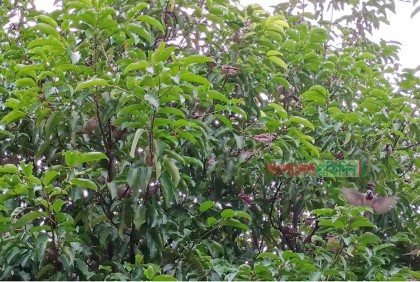 চড়ুই পাখির মেলা কুয়াকাটার ইলিশ পার্কে