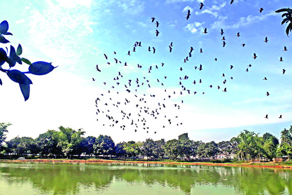অতিথি পাখিতে মুখর সরকার পুকুর