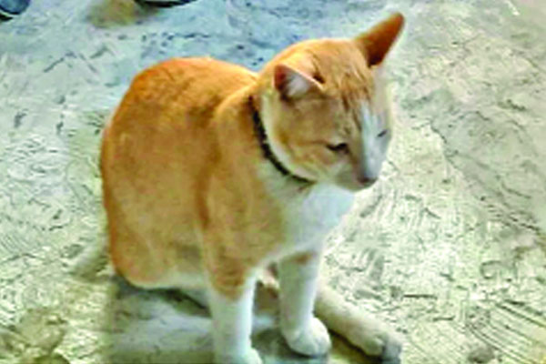 পোষা বিড়াল ফিরে পেতে পোস্টারিং!