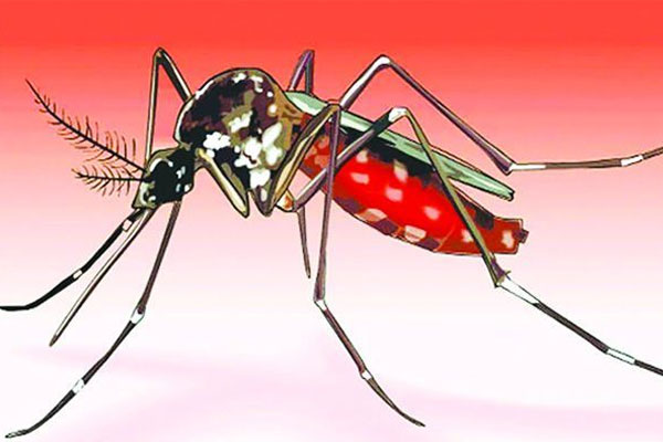 শীতেও কমছে না মশার দাপট
