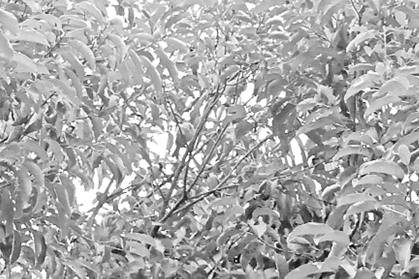 পাখির মেলা ইলিশ পার্কে