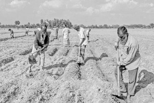 আলু বীজ নিয়ে সিন্ডিকেট