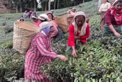  বাগানে ঢুকে শ্রমিকদের সাথে চা পাতা তুললেন মমতা 