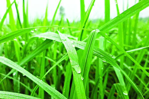 হারাতে বসেছে শরৎ হেমন্ত বসন্ত