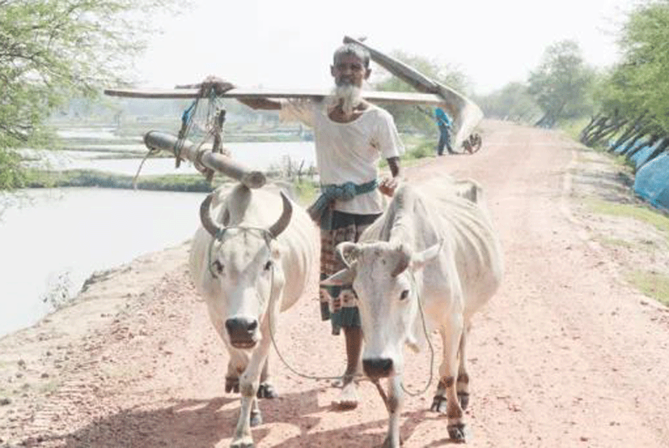 হারিয়ে যাওয়া লাঙল গরুর হালচাষ