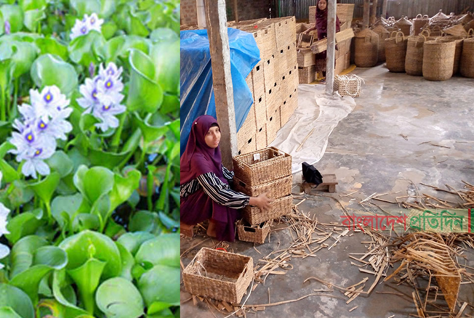 কচুরিপানা থেকে তৈরি হস্তশিল্প যাচ্ছে ইউরোপ-আমেরিকায়