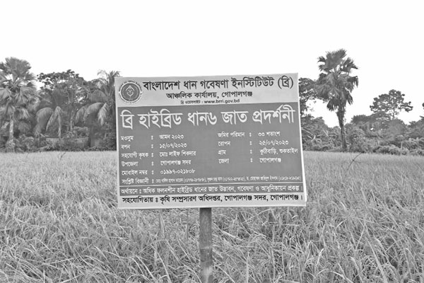 সমৃদ্ধির পথ দেখাচ্ছে ব্রি ধান-৬