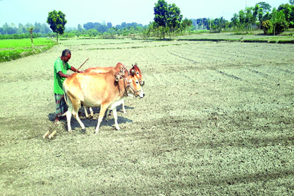 হারিয়ে যাওয়া লাঙল গরুর হালচাষ