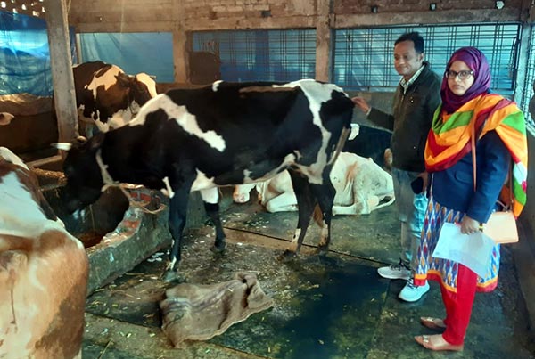 অজ্ঞাত রোগে বীরগঞ্জে খামারির ২৫টি গরু-মহিষের মৃত্যু 